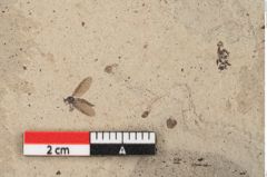 Foto (Detailansicht) von Ulmus scabra Miller (NHMW-GEO-2024-0188-15011)